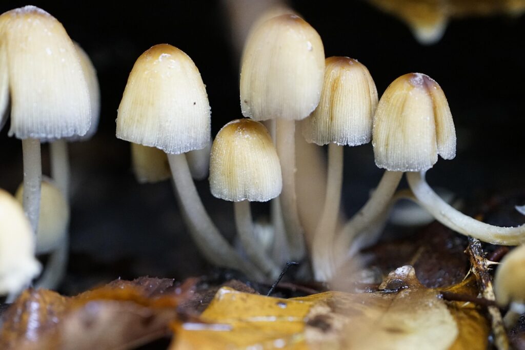 体外受精の移植後にチクチクするのはいつから始まるの？