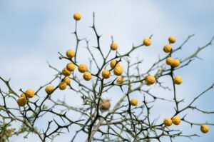 流産の確率はどれくらい？あなたの不安を解消するための知識とは？